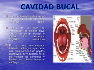 La boca aparece rodeada por
unos pliegues de la piel,
llamados labios.
Dentro de la boca se
encuentran los dientes cuya
función es cortar, trocear y
triturar los alimentos
(digestión mecánica)
En la boca encontramos
también la lengua, que tiene
una gran cantidad de papilas
gustativas, cuya función es la
de mezclar los alimentos y
facilitar su tránsito hacia el
esófago.
 