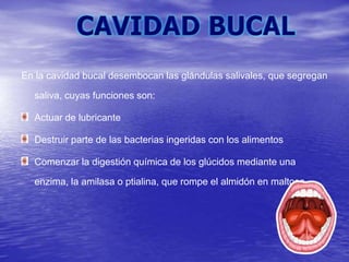 En la cavidad bucal desembocan las glándulas salivales, que segregan
saliva, cuyas funciones son:
Actuar de lubricante
Destruir parte de las bacterias ingeridas con los alimentos
Comenzar la digestión química de los glúcidos mediante una
enzima, la amilasa o ptialina, que rompe el almidón en maltosa.
 