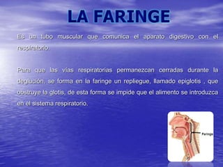 Es un tubo muscular que comunica el aparato digestivo con el
respiratorio.
Para que las vías respiratorias permanezcan cerradas durante la
deglución, se forma en la faringe un repliegue, llamado epiglotis , que
obstruye la glotis, de esta forma se impide que el alimento se introduzca
en el sistema respiratorio.
 