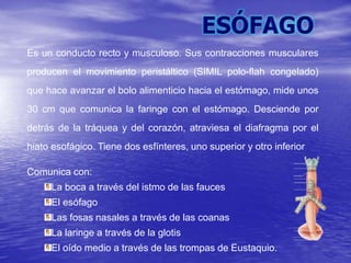 Es un conducto recto y musculoso. Sus contracciones musculares
producen el movimiento peristáltico (SIMIL polo-flah congelado)
que hace avanzar el bolo alimenticio hacia el estómago, mide unos
30 cm que comunica la faringe con el estómago. Desciende por
detrás de la tráquea y del corazón, atraviesa el diafragma por el
hiato esofágico. Tiene dos esfínteres, uno superior y otro inferior
Comunica con:
La boca a través del istmo de las fauces
El esófago
Las fosas nasales a través de las coanas
La laringe a través de la glotis
El oído medio a través de las trompas de Eustaquio.
 