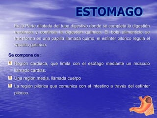 Es la Parte dilatada del tubo digestivo donde se completa la digestión
mecánica y continúa la digestión química. El bolo alimenticio se
transforma en una papilla llamada quimo, el esfinter pilórico regula el
vaciado gástrico.
Se compone de :
Región cardiaca, que limita con el esófago mediante un músculo
llamado cardias.
Una región media, llamada cuerpo
La región pilórica que comunica con el intestino a través del esfínter
pilórico.
 