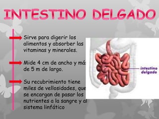 Sirve para digerir los
alimentos y absorber las
vitaminas y minerales.
Mide 4 cm de ancho y más
de 5 m de largo.
Su recubrimiento tiene
miles de vellosidades, que
se encargan de pasar los
nutrientes a la sangre y al
sistema linfático