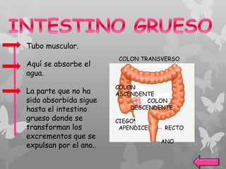 Tubo muscular.
Aquí se absorbe el
agua.
La parte que no ha
sido absorbida sigue
hasta el intestino
grueso donde se
transforman los
excrementos que se
expulsan por el ano..
COLON TRANSVERSO
COLON
ASCENDENTE
COLON
DESCENDENTE
CIEGO
APENDICE RECTO
ANO