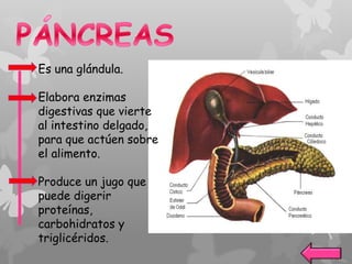 Es una glándula.
Elabora enzimas
digestivas que vierte
al intestino delgado,
para que actúen sobre
el alimento.
Produce un jugo que
puede digerir
proteínas,
carbohidratos y
triglicéridos.