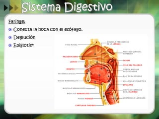 Faringe:
Conecta la boca con el esófago.
Deglución
Epiglotis*
