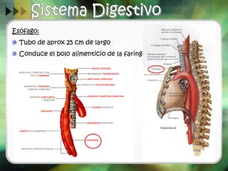 Esófago:
Tubo de aprox 25 cm de largo
Conduce el bolo alimenticio de la faringe al estómago.