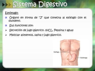 Estómago:
Órgano en forma de “J” que conecta al esófago con el
duodeno.
Sus funciones son:
Secreción de jugo gástrico. (HCL, Pepsina y agua)
Mezclar alimentos, saliva y jugo gástrico.