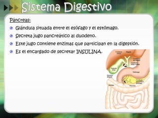 Páncreas:
Glándula situada entre el esófago y el estómago.
Secreta jugo pancreático al duodeno.
Este jugo contiene enzimas que participan en la digestión.
Es el encargado de secretar INSULINA.