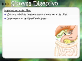 Hígado y vesícula biliar:
Secreta la bilis la cual se almacena en la vesícula biliar.
Importante en la digestión de grasas.
