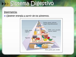 Importancia:
Obtener energía a partir de los alimentos.