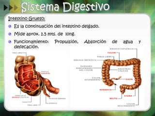 Intestino Grueso:
Es la continuación del intestino delgado.
Mide aprox. 1.5 mts. de long.
Funcionamiento: Propulsión, Absorción de agua y
defecación.