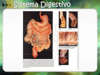 Sistema digestivo