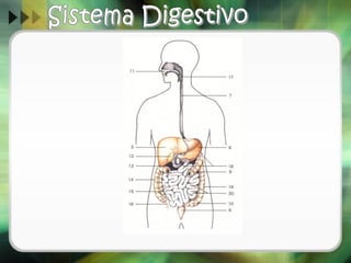 Sistema digestivo