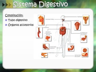 Constitución:
Tubo digestivo
Órganos accesorios