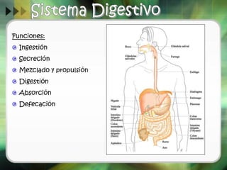 Funciones:
Ingestión
Secreción
Mezclado y propulsión
Digestión
Absorción
Defecación
