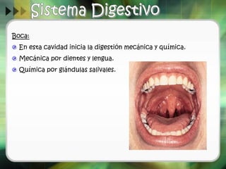 Boca:
En esta cavidad inicia la digestión mecánica y química.
Mecánica por dientes y lengua.
Química por glándulas salivales.