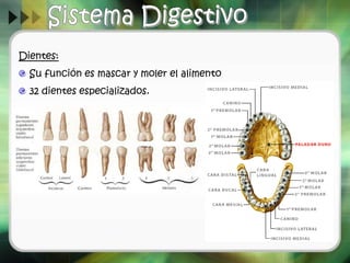 Dientes:
Su función es mascar y moler el alimento
32 dientes especializados.