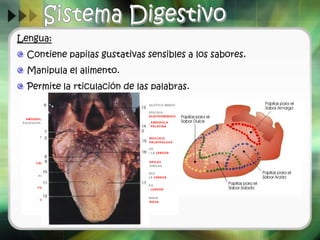 Lengua:
Contiene papilas gustativas sensibles a los sabores.
Manipula el alimento.
Permite la rticulación de las palabras.