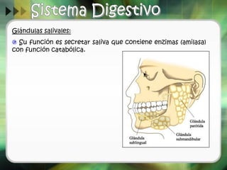 Glándulas salivales:
Su función es secretar saliva que contiene enzimas (amilasa)
con función catabólica.