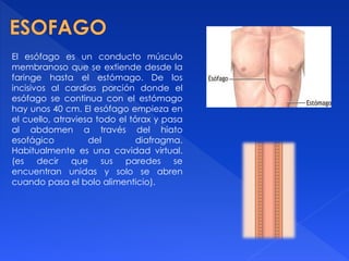 El esófago es un conducto músculo
membranoso que se extiende desde la
faringe hasta el estómago. De los
incisivos al cardias porción donde el
esófago se continua con el estómago
hay unos 40 cm. El esófago empieza en
el cuello, atraviesa todo el tórax y pasa
al abdomen a través del hiato
esofágico del diafragma.
Habitualmente es una cavidad virtual.
(es decir que sus paredes se
encuentran unidas y solo se abren
cuando pasa el bolo alimenticio).
 
