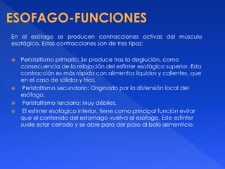 En el esófago se producen contracciones activas del músculo
esofágico. Estas contracciones son de tres tipos:
 Peristaltismo primario: Se produce tras la deglución, como
consecuencia de la relajación del esfínter esofágico superior. Esta
contracción es más rápida con alimentos líquidos y calientes, que
en el caso de sólidos y fríos.
 Peristaltismo secundario: Originado por la distensión local del
esófago.
 Peristaltismo terciario: Muy débiles.
 El esfínter esofágico inferior, tiene como principal función evitar
que el contenido del estomago vuelva al esófago. Este esfínter
suele estar cerrado y se abre para dar paso al bolo alimenticio.
 