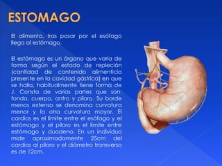 El alimento, tras pasar por el esófago
llega al estómago.
El estómago es un órgano que varia de
forma según el estado de repleción
(cantidad de contenido alimenticio
presente en la cavidad gástrica) en que
se halla, habitualmente tiene forma de
J. Consta de varias partes que son:
fondo, cuerpo, antro y píloro. Su borde
menos extenso se denomina curvatura
menor y la otra curvatura mayor. El
cardias es el límite entre el esófago y el
estómago y el píloro es el límite entre
estómago y duodeno. En un individuo
mide aproximadamente 25cm del
cardias al píloro y el diámetro transverso
es de 12cm.
 