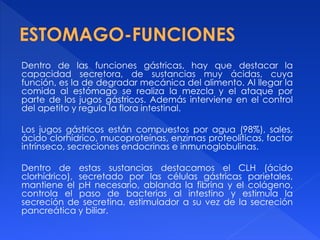 Dentro de las funciones gástricas, hay que destacar la
capacidad secretora, de sustancias muy ácidas, cuya
función, es la de degradar mecánica del alimento. Al llegar la
comida al estómago se realiza la mezcla y el ataque por
parte de los jugos gástricos. Además interviene en el control
del apetito y regula la flora intestinal.
Los jugos gástricos están compuestos por agua (98%), sales,
ácido clorhídrico, mucoproteínas, enzimas proteolíticas, factor
intrínseco, secreciones endocrinas e inmunoglobulinas.
Dentro de estas sustancias destacamos el CLH (ácido
clorhídrico), secretado por las células gástricas parietales,
mantiene el pH necesario, ablanda la fibrina y el colágeno,
controla el paso de bacterias al intestino y estimula la
secreción de secretina, estimulador a su vez de la secreción
pancreática y biliar.
 
