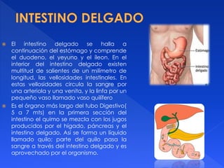  El intestino delgado se halla a
continuación del estómago y comprende
el duodeno, el yeyuno y el íleon. En el
interior del intestino delgado existen
multitud de salientes de un milímetro de
longitud, las vellosidades intestinales. En
estas vellosidades circula la sangre por
una arteriola y una venita, y la linfa por un
pequeño vaso llamado vaso quilífero
 Es el órgano más largo del tubo Digestivo(
5 a 7 mts) en la primera sección del
intestino el quimo se mezcla con los jugos
producidos por el hígado, páncreas y el
intestino delgado. Así se forma un líquido
llamado quilo; parte del quilo pasa la
sangre a través del intestino delgado y es
aprovechado por el organismo.
 