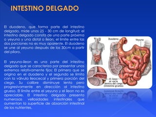 El duodeno, que forma parte del intestino
delgado, mide unos 25 - 30 cm de longitud; el
intestino delgado consta de una parte próxima
o yeyuno y una distal o íleon; el límite entre las
dos porciones no es muy aparente. El duodeno
se une al yeyuno después de los 30cm a partir
del píloro.
El yeyuno-íleon es una parte del intestino
delgado que se caracteriza por presentar unos
extremos relativamente fijos: El primero que se
origina en el duodeno y el segundo se limita
con la válvula ileocecal y primera porción del
ciego. Su calibre disminuye lenta pero
progresivamente en dirección al intestino
grueso. El límite entre el yeyuno y el íleon no es
apreciable. El intestino delgado presenta
numerosas vellosidades intestinales que
aumentan la superficie de absorción intestinal
de los nutrientes.
 
