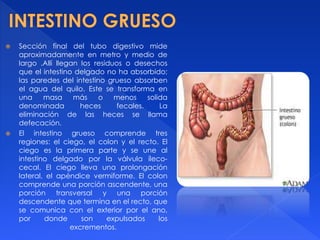  Sección final del tubo digestivo mide
aproximadamente en metro y medio de
largo .Allí llegan los residuos o desechos
que el intestino delgado no ha absorbido;
las paredes del intestino grueso absorben
el agua del quilo. Este se transforma en
una masa más o menos solida
denominada heces fecales. La
eliminación de las heces se llama
defecación.
 El intestino grueso comprende tres
regiones: el ciego, el colon y el recto. El
ciego es la primera parte y se une al
intestino delgado por la válvula íleco-
cecal. El ciego lleva una prolongación
lateral, el apéndice vermiforme. El colon
comprende una porción ascendente, una
porción transversal y una porción
descendente que termina en el recto, que
se comunica con el exterior por el ano,
por donde son expulsados los
excrementos.
 