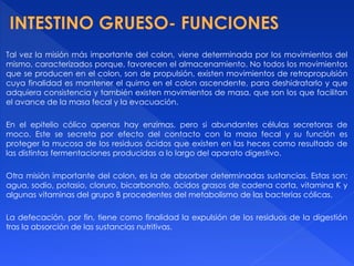 Tal vez la misión más importante del colon, viene determinada por los movimientos del
mismo, caracterizados porque, favorecen el almacenamiento. No todos los movimientos
que se producen en el colon, son de propulsión, existen movimientos de retropropulsión
cuya finalidad es mantener el quimo en el colon ascendente, para deshidratarlo y que
adquiera consistencia y también existen movimientos de masa, que son los que facilitan
el avance de la masa fecal y la evacuación.
En el epitelio cólico apenas hay enzimas, pero si abundantes células secretoras de
moco. Este se secreta por efecto del contacto con la masa fecal y su función es
proteger la mucosa de los residuos ácidos que existen en las heces como resultado de
las distintas fermentaciones producidas a lo largo del aparato digestivo.
Otra misión importante del colon, es la de absorber determinadas sustancias. Estas son;
agua, sodio, potasio, cloruro, bicarbonato, ácidos grasos de cadena corta, vitamina K y
algunas vitaminas del grupo B procedentes del metabolismo de las bacterias cólicas.
La defecación, por fin, tiene como finalidad la expulsión de los residuos de la digestión
tras la absorción de las sustancias nutritivas.
 