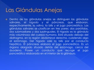  Dentro de las glándulas anejas se distinguen las glándulas
salivares, el hígado y el páncreas, que elaboran,
respectivamente, la saliva, la bilis y el jugo pancreático. Las
glándulas salivares se clasifican en tres pares: dos parótidas,
dos submaxilares y dos sublinguales. El hígado es la glándula
más voluminosa del cuerpo humano. Está situado debajo del
diafragma, en la región abdominal derecha, cubriendo algo
al estómago. Del hígado sale la bilis por el conducto
hepático. El páncreas elabora el jugo pancreático. Es un
órgano alargado situado detrás del estómago, cerca del
duodeno. Posee un conducto que recoge el jugo
pancreático elaborado en el interior de la glándula.
 