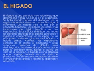 El hígado es una glándula muy voluminosa que
desempeña varias funciones en el organismo.
Se halla situado debajo del diafragma en la
región abdominal derecha, cubriendo algo al
estómago. Del hígado sale la bilis por el
conducto hepático-. Las células secretoras más
importantes del tejido hepático son los
hepatocitos. Estas células sintetizan casi todas
las proteínas disueltas en el plasma sanguíneo y
regulan la concentración en la sangre de los
principales nutrientes: glucosa, aminoácidos y
ácidos grasos. Además, los hepatocitos
eliminan de la sangre el amoníaco y otras
sustancias, desechos de glóbulos rojos
desintegrados, transformados para otros usos o
para la excreción renal. Desde el punto de
vista de la digestión, el hígado es una glándula
que no segrega enzimas, sino una serie de
productos que sirven para neutralizar el quimo
y emulsionar las grasas y facilitar su digestión y
absorción.
 