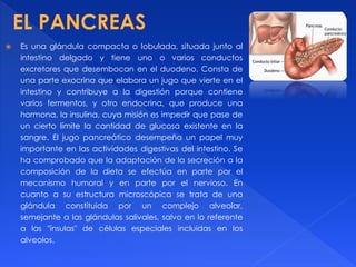  Es una glándula compacta o lobulada, situada junto al
intestino delgado y tiene uno o varios conductos
excretores que desembocan en el duodeno. Consta de
una parte exocrina que elabora un jugo que vierte en el
intestino y contribuye a la digestión porque contiene
varios fermentos, y otro endocrina, que produce una
hormona, la insulina, cuya misión es impedir que pase de
un cierto límite la cantidad de glucosa existente en la
sangre. El jugo pancreático desempeña un papel muy
importante en las actividades digestivas del intestino. Se
ha comprobado que la adaptación de la secreción a la
composición de la dieta se efectúa en parte por el
mecanismo humoral y en parte por el nervioso. En
cuanto a su estructura microscópica se trata de una
glándula constituida por un complejo alveolar,
semejante a las glándulas salivales, salvo en lo referente
a las "ínsulas" de células especiales incluidas en los
alveolos.
 