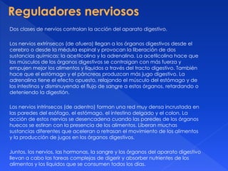 Dos clases de nervios controlan la acción del aparato digestivo.
Los nervios extrínsecos (de afuera) llegan a los órganos digestivos desde el
cerebro o desde la médula espinal y provocan la liberación de dos
sustancias químicas: la acetilcolina y la adrenalina. La acetilcolina hace que
los músculos de los órganos digestivos se contraigan con más fuerza y
empujen mejor los alimentos y líquidos a través del tracto digestivo. También
hace que el estómago y el páncreas produzcan más jugo digestivo. La
adrenalina tiene el efecto opuesto, relajando el músculo del estómago y de
los intestinos y disminuyendo el flujo de sangre a estos órganos, retardando o
deteniendo la digestión.
Los nervios intrínsecos (de adentro) forman una red muy densa incrustada en
las paredes del esófago, el estómago, el intestino delgado y el colon. La
acción de estos nervios se desencadena cuando las paredes de los órganos
huecos se estiran con la presencia de los alimentos. Liberan muchas
sustancias diferentes que aceleran o retrasan el movimiento de los alimentos
y la producción de jugos en los órganos digestivos.
Juntos, los nervios, las hormonas, la sangre y los órganos del aparato digestivo
llevan a cabo las tareas complejas de digerir y absorber nutrientes de los
alimentos y los líquidos que se consumen todos los días.
 