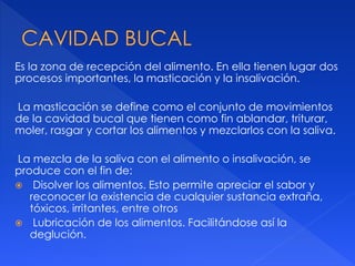 Es la zona de recepción del alimento. En ella tienen lugar dos
procesos importantes, la masticación y la insalivación.
La masticación se define como el conjunto de movimientos
de la cavidad bucal que tienen como fin ablandar, triturar,
moler, rasgar y cortar los alimentos y mezclarlos con la saliva.
La mezcla de la saliva con el alimento o insalivación, se
produce con el fin de:
 Disolver los alimentos. Esto permite apreciar el sabor y
reconocer la existencia de cualquier sustancia extraña,
tóxicos, irritantes, entre otros
 Lubricación de los alimentos. Facilitándose así la
deglución.
 