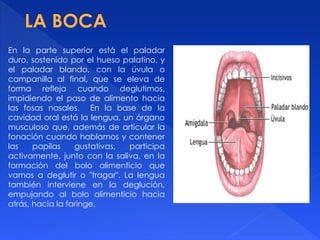 En la parte superior está el paladar
duro, sostenido por el hueso palatino, y
el paladar blando, con la úvula o
campanilla al final, que se eleva de
forma refleja cuando deglutimos,
impidiendo el paso de alimento hacia
las fosas nasales. En la base de la
cavidad oral está la lengua, un órgano
musculoso que, además de articular la
fonación cuando hablamos y contener
las papilas gustativas, participa
activamente, junto con la saliva, en la
formación del bolo alimenticio que
vamos a deglutir o "tragar". La lengua
también interviene en la deglución,
empujando al bolo alimenticio hacia
atrás, hacia la faringe.
 