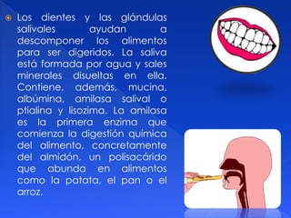  Los dientes y las glándulas
salivales ayudan a
descomponer los alimentos
para ser digeridos. La saliva
está formada por agua y sales
minerales disueltas en ella.
Contiene, además, mucina,
albúmina, amilasa salival o
ptialina y lisozima. La amilasa
es la primera enzima que
comienza la digestión química
del alimento, concretamente
del almidón, un polisacárido
que abunda en alimentos
como la patata, el pan o el
arroz.
 