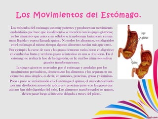 Los Movimientos del Estómago.
Los músculos del estómago son muy potentes y producen un movimiento
ondulatorio que hace que los alimentos se mezclen con los jugos gástricos;
así los alimentos que antes eran sólidos se transforman lentamente en una
masa líquida y espesa llamada quimo. No todos los alimentos, son digeridos
en el estómago al mismo tiempo algunos alimentos tardan más que otros.
Por ejemplo, la carne de vaca y las grasas demoran varias horas en digerirse;
en cambio las frutas y verduras pasan al intestino en una o dos horas. En el
estómago se realiza la fase de la digestión, en la: cual los alimentos sufren
grandes transformaciones.
Los jugos gástricos secretados por el estómago y ayudados por los
movimientos peristalticos, desmenuzan los alimentos y los separan en sus
elementos más simples, es decir, en azúcares, proteínas, grasas y vitaminas.
Poco a poco se va formando en el estómago el quimo, el cual está formado
por una disolución acuosa de azúcares y proteínas junto con las grasas que
aún no han sido digeridas del todo. Los alimentos transformados en quimo,
deben pasar luego al intestino delgado a través del píloro.
 