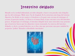 Intestino delgado
Situado en la cavidad abdominal, un tubo alargado y hueco con paredes más delgadas
que las del estómago. Mide unos 7m de longitud. Es la estructura más larga del sistema
digestivo. Se divide en tres partes: el duodeno es la parte más cercana al estómago; el
yeyuno, la porción media, y el íleon es el tramo final, el que está más cerca del intestino
grueso. Al igual que el estómago, el intestino delgado tiene unos músculos muy potentes
que al moverse hacen que los alimentos vayan avanzando. La mucosa del intestino
delgado, es decir, su pared interior, no es lisa, sino que presenta: una gran cantidad de
pequeños "pelitos" llamados vellosidades intestinales
 