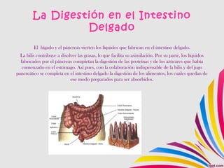 La Digestión en el Intestino
Delgado
El hígado y el páncreas vierten los líquidos que fabrican en el intestino delgado.
La bilis contribuye a disolver las grasas, lo que facilita su asimilación. Por su parte, los líquidos
fabricados por el páncreas completan la digestión de las proteínas y de los azúcares que había
comenzado en el estómago. Así pues, con la colaboración indispensable de la bilis y del jugo
pancreático se completa en el intestino delgado la digestión de los alimentos, los cuales quedan de
ese modo preparados para ser absorbidos.
 