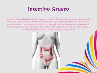 Intestino Grueso
Se ubica en la cavidad abdominal. Comienza el costado inferior derecho de nuestro cuerpo, hasta
cerca de las costillas, cruza al costado izquierdo y luego baja hasta llegar al punto de salida que es el
ano. Al inicio de él se encuentra el apéndice con forma de tubo hueco más ancho, más corto y de
paredes más gruesas que el que el intestino delgado. Tiene aproximadamente un metro de largo y
sus distintos tramos reciben el nombre de, ciego, colon y recto.
 