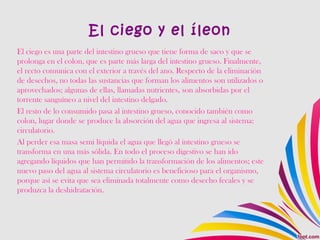 El ciego y el íleon
El ciego es una parte del intestino grueso que tiene forma de saco y que se
prolonga en el colon, que es parte más larga del intestino grueso. Finalmente,
el recto comunica con el exterior a través del ano. Respecto de la eliminación
de desechos, no todas las sustancias que forman los alimentos son utilizados o
aprovechados; algunas de ellas, llamadas nutrientes, son absorbidas por el
torrente sanguíneo a nivel del intestino delgado.
El resto de lo consumido pasa al intestino grueso, conocido también como
colon, lugar donde se produce la absorción del agua que ingresa al sistema:
circulatorio.
Al perder esa masa semi líquida el agua que llegó al intestino grueso se
transforma en una más sólida. En todo el proceso digestivo se han ido
agregando líquidos que han permitido la transformación de los alimentos; este
nuevo paso del agua al sistema circulatorio es beneficioso para el organismo,
porque así se evita que sea eliminada totalmente como desecho fecales y se
produzca la deshidratación.
 