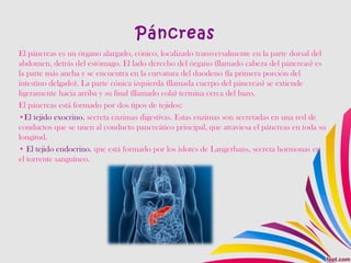 Páncreas
El páncreas es un órgano alargado, cónico, localizado transversalmente en la parte dorsal del
abdomen, detrás del estómago. El lado derecho del órgano (llamado cabeza del páncreas) es
la parte más ancha y se encuentra en la curvatura del duodeno (la primera porción del
intestino delgado). La parte cónica izquierda (llamada cuerpo del páncreas) se extiende
ligeramente hacia arriba y su final (llamado cola) termina cerca del bazo.
El páncreas está formado por dos tipos de tejidos:
•El tejido exocrino. secreta enzimas digestivas. Estas enzimas son secretadas en una red de
conductos que se unen al conducto pancreático principal, que atraviesa el páncreas en toda su
longitud.
• El tejido endocrino. que está formado por los islotes de Langerhans, secreta hormonas en
el torrente sanguíneo.
 