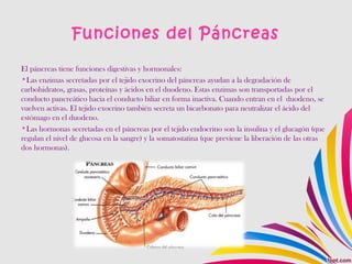 Funciones del Páncreas
El páncreas tiene funciones digestivas y hormonales:
•Las enzimas secretadas por el tejido exocrino del páncreas ayudan a la degradación de
carbohidratos, grasas, proteínas y ácidos en el duodeno. Estas enzimas son transportadas por el
conducto pancreático hacia el conducto biliar en forma inactiva. Cuando entran en el duodeno, se
vuelven activas. El tejido exocrino también secreta un bicarbonato para neutralizar el ácido del
estómago en el duodeno.
•Las hormonas secretadas en el páncreas por el tejido endocrino son la insulina y el glucagón (que
regulan el nivel de glucosa en la sangre) y la somatostatina (que previene la liberación de las otras
dos hormonas).
 