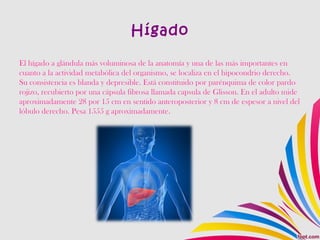 Hígado
El hígado a glándula más voluminosa de la anatomía y una de las más importantes en
cuanto a la actividad metabólica del organismo, se localiza en el hipocondrio derecho.
Su consistencia es blanda y depresible. Está constituido por parénquima de color pardo
rojizo, recubierto por una cápsula fibrosa llamada capsula de Glisson. En el adulto mide
aproximadamente 28 por 15 cm en sentido anteroposterior y 8 cm de espesor a nivel del
lóbulo derecho. Pesa 1555 g aproximadamente.
 