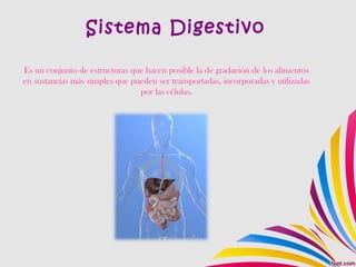 Sistema Digestivo
Es un conjunto de estructuras que hacen posible la de gradación de los alimentos
en sustancias más simples que pueden ser transportadas, incorporadas y utilizadas
por las células.
 
