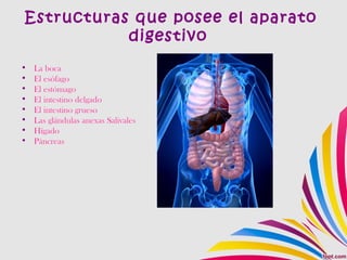 Estructuras que posee el aparato
digestivo
• La boca
• El esófago
• El estómago
• El intestino delgado
• El intestino grueso
• Las glándulas anexas Salivales
• Hígado
• Páncreas
 