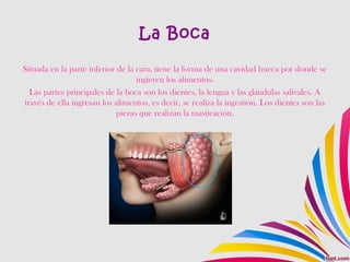 La Boca
Situada en la parte inferior de la cara, tiene la forma de una cavidad hueca por donde se
ingieren los alimentos.
Las partes principales de la boca son los dientes, la lengua y las glándulas salivales. A
través de ella ingresan los alimentos, es decir, se realiza la ingestión. Los dientes son las
piezas que realizan la masticación.
 