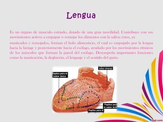 Lengua
Es un órgano de musculo estriado, dotado de una gran movilidad. Contribuye con sus
movimientos activos a empapar o remojar los alimentos con la saliva; éstos, ya
masticados y remojados, forman el bolo alimenticio, el cual es empujado por la lengua
hacia la faringe y posteriormente hacia el esófago, ayudado por los movimientos rítmicos
de los músculos que forman la pared del esófago. Desempeña importantes funciones
como la masticación, la deglución, el lenguaje y el sentido del gusto.
 